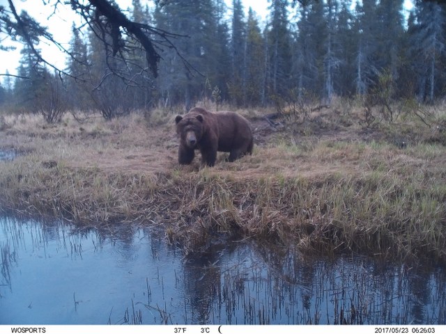 Alaska Moose and Brown Hunts